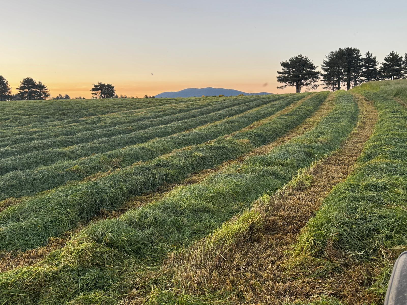 Lavori nei campi - Estate 2025